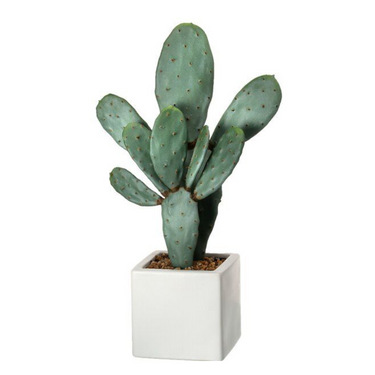 Cactus Opuntia plant, Cactus Opuntia for sale, Buy Cactus Opuntia online, Prickly pear plant, Pear Cactus plant